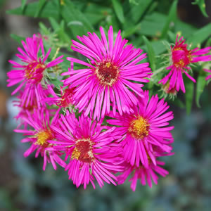 Aster novae-angliae Alma Potschke